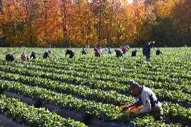 Image de travailleurs agricoles